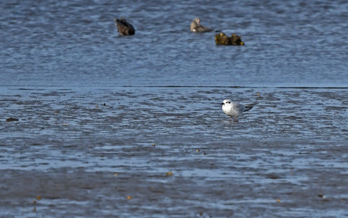 Snowy-crowned Tern - ML620262841