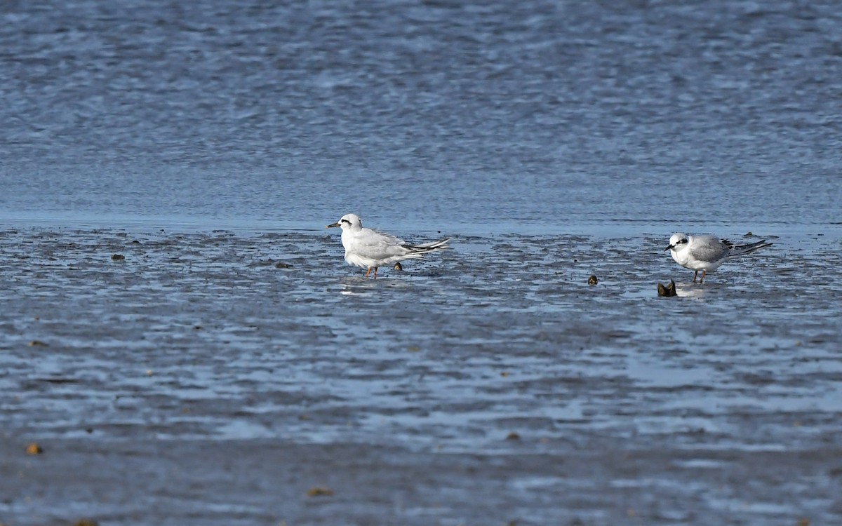 Snowy-crowned Tern - ML620262843