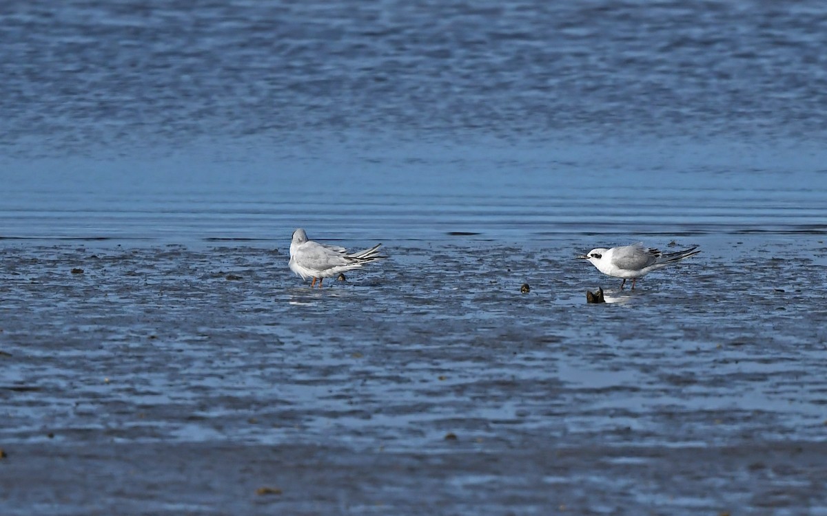 Snowy-crowned Tern - ML620262845