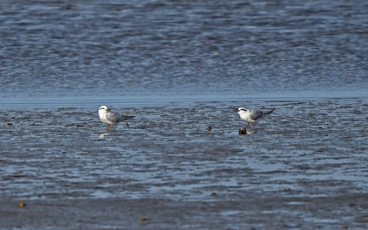 Snowy-crowned Tern - ML620262846