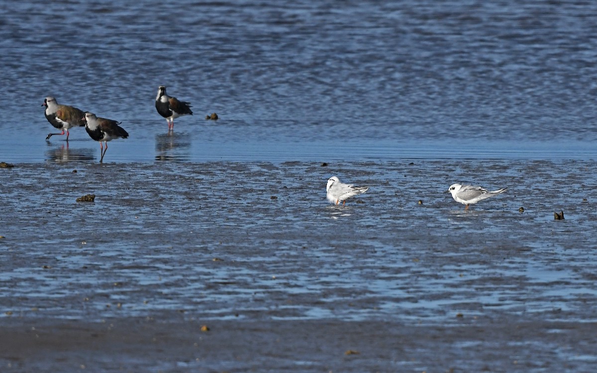 Snowy-crowned Tern - ML620262848