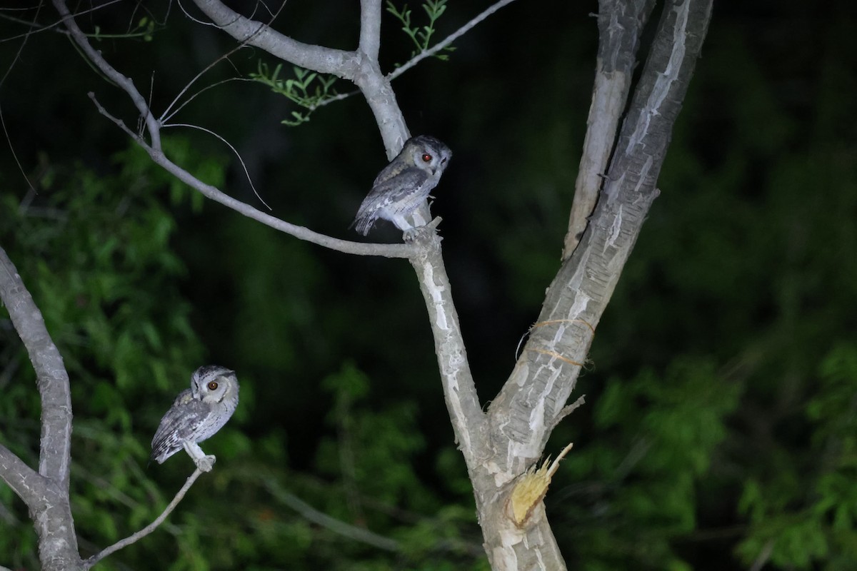 Indian Scops-Owl - ML620262859