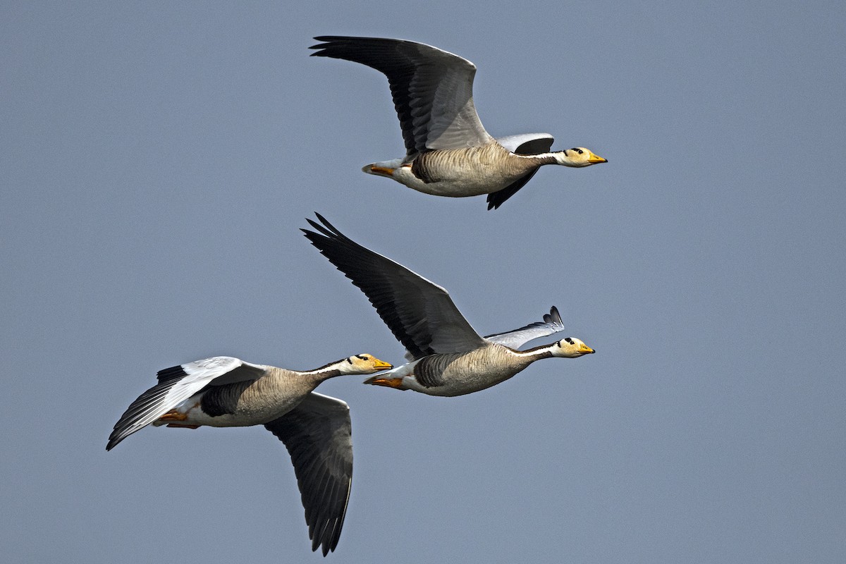 Bar-headed Goose - ML620262860