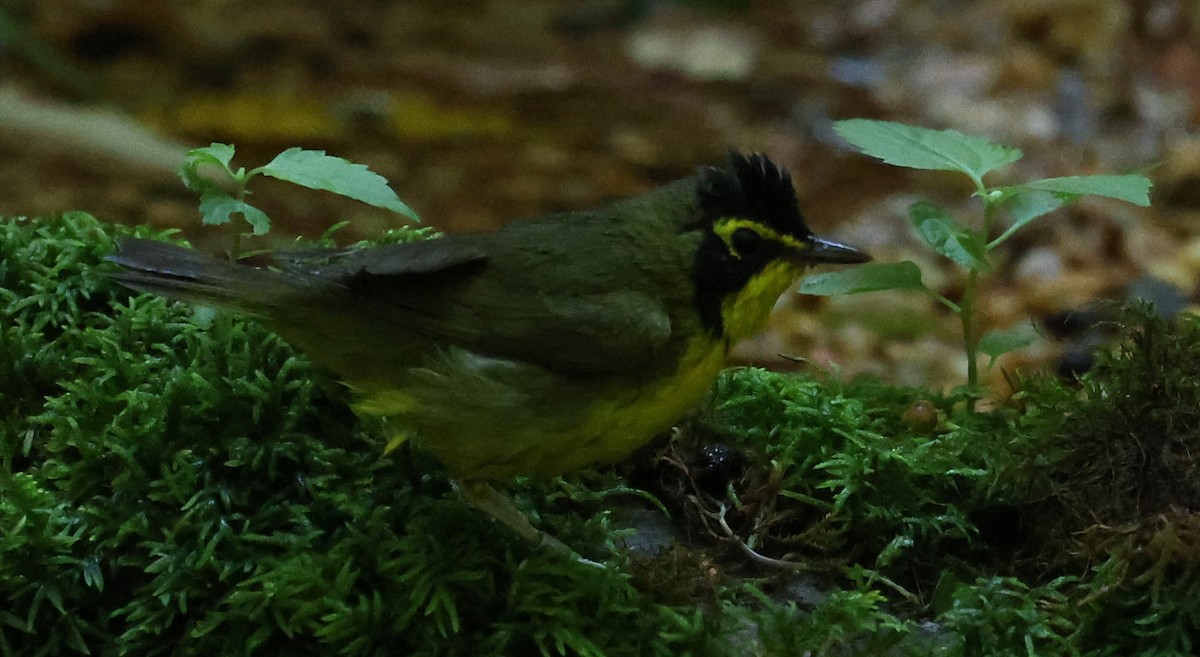 Kentucky Warbler - ML620262862