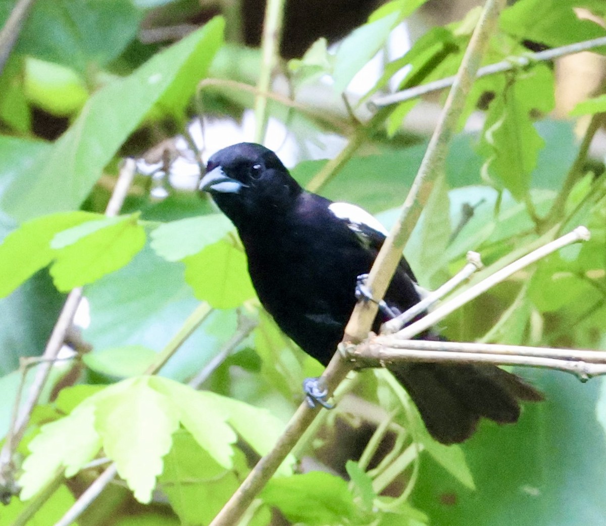 White-shouldered Tanager - ML620262863