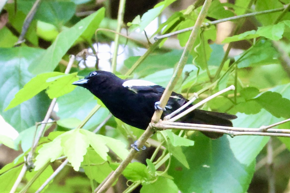 White-shouldered Tanager - ML620262866