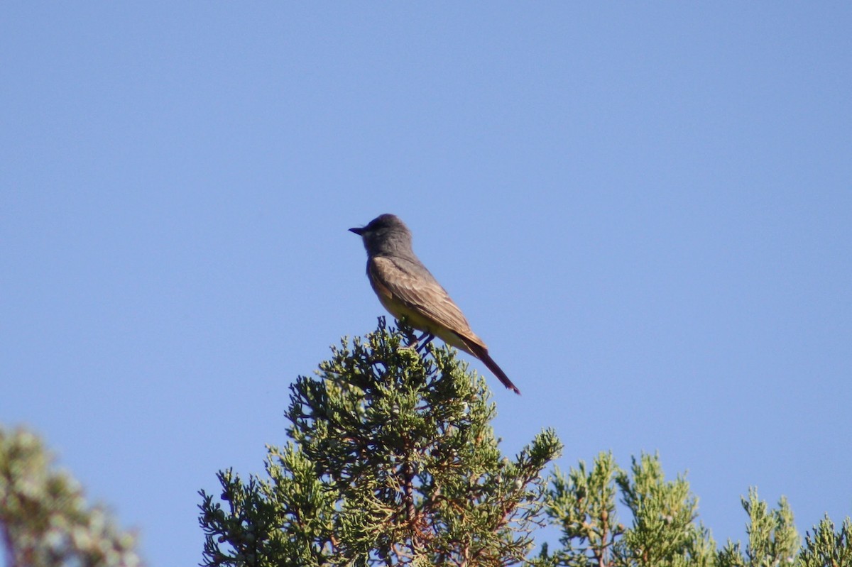 Cassin's Kingbird - ML620262877