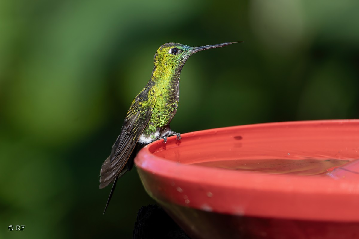 Sapphire-vented Puffleg (Sapphire-vented) - ML620262880