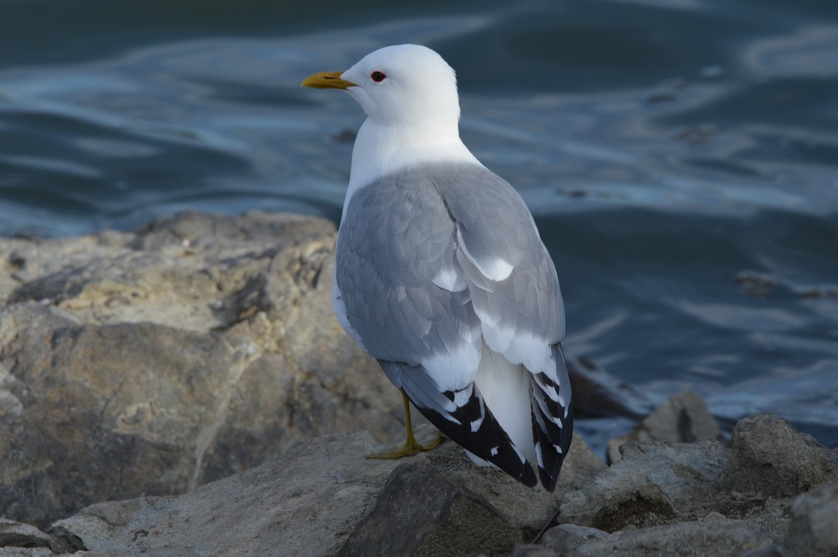 Short-billed Gull - ML620262883