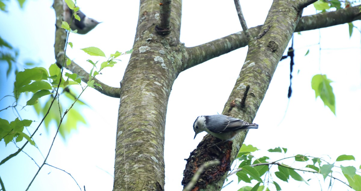 White-breasted Nuthatch - ML620262885