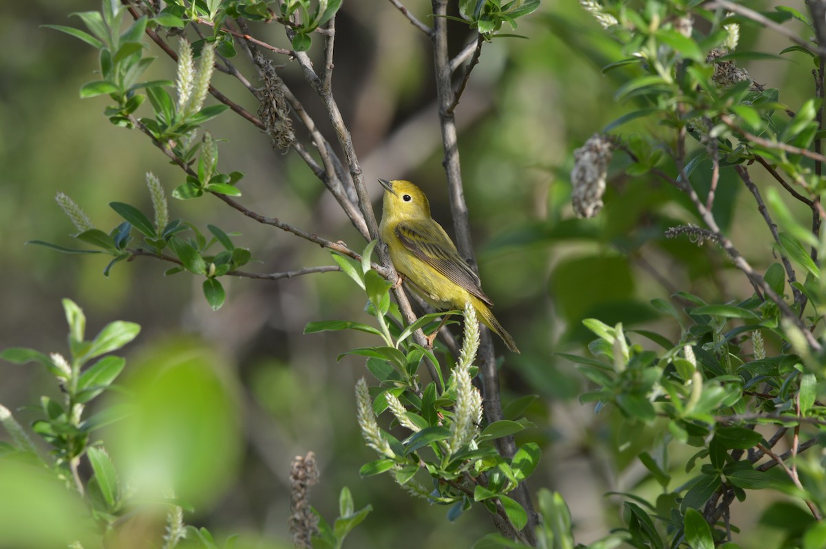 Yellow Warbler - ML620262887