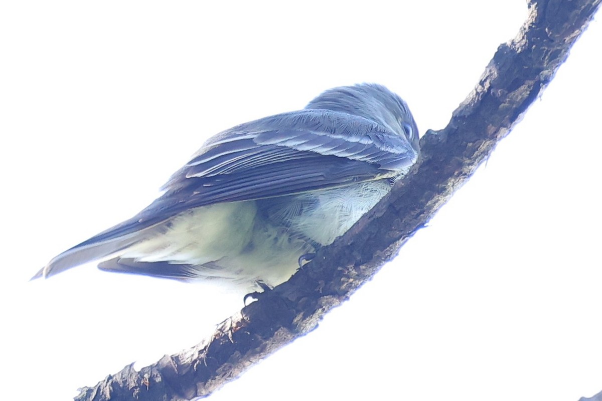 Eastern Wood-Pewee - ML620262889