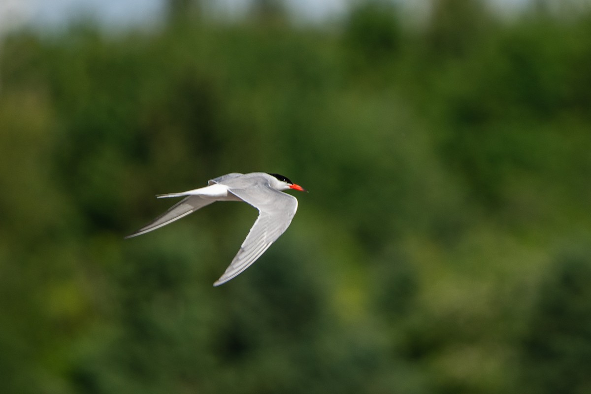 Common Tern - ML620262894