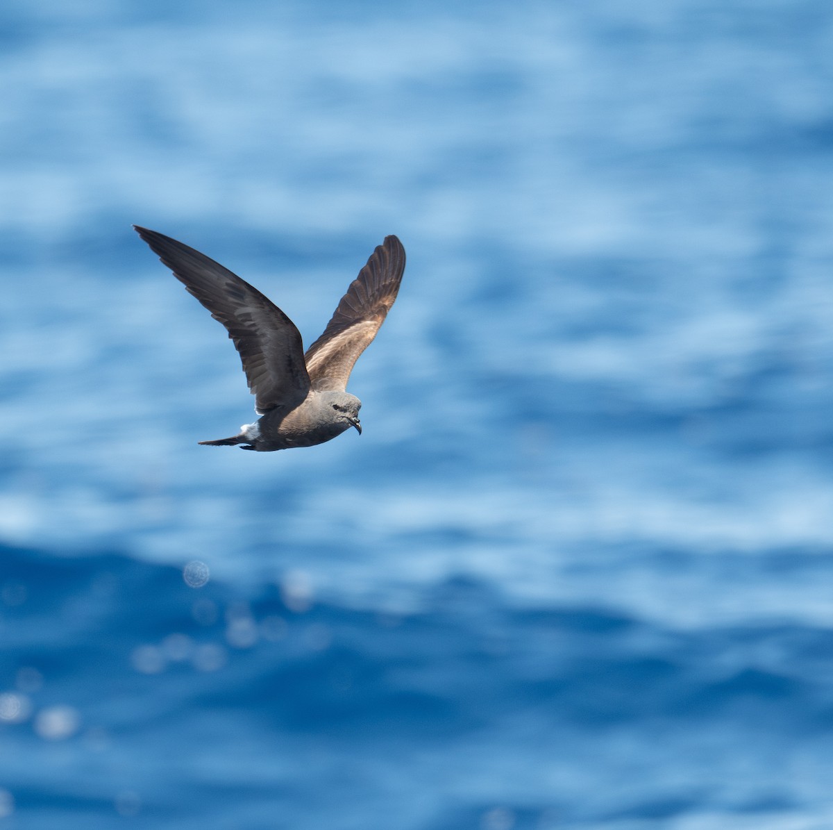 Leach's Storm-Petrel - ML620262898