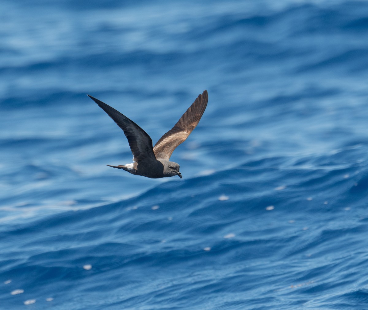 Leach's Storm-Petrel - ML620262899