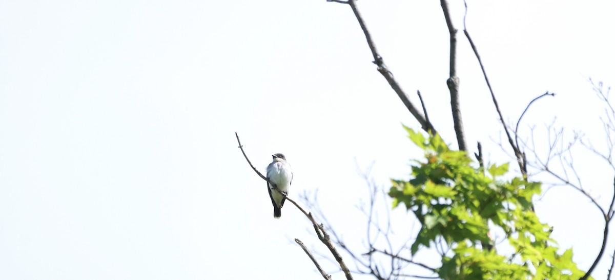 Eastern Kingbird - ML620262906