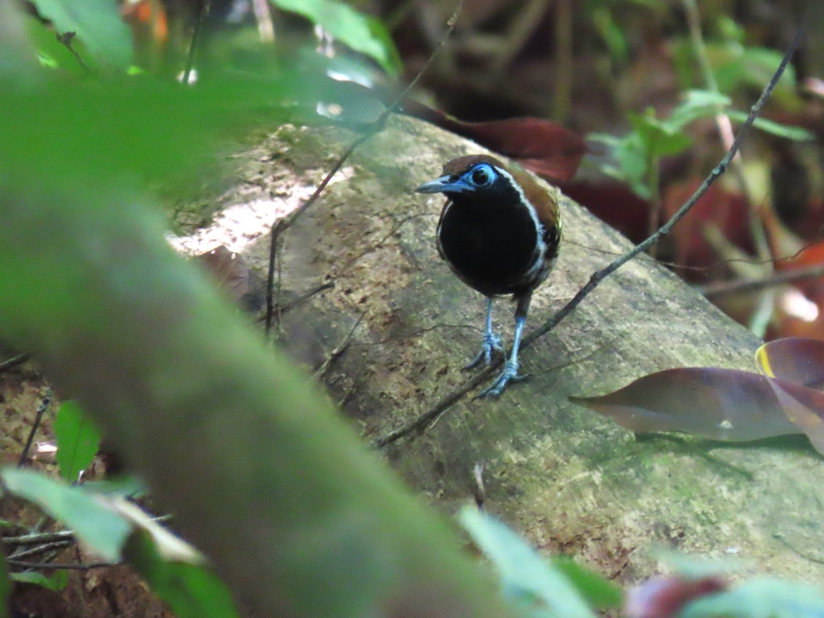 Ferruginous-backed Antbird - ML620262910