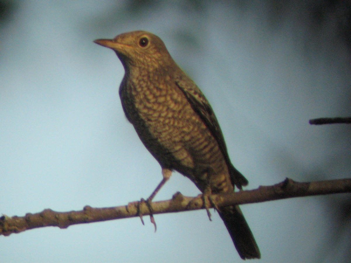 Roquero Solitario - ML620262913