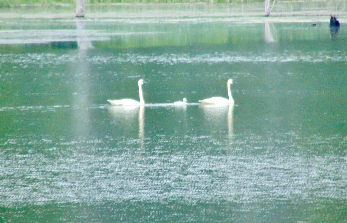 Trumpeter Swan - ML620262914