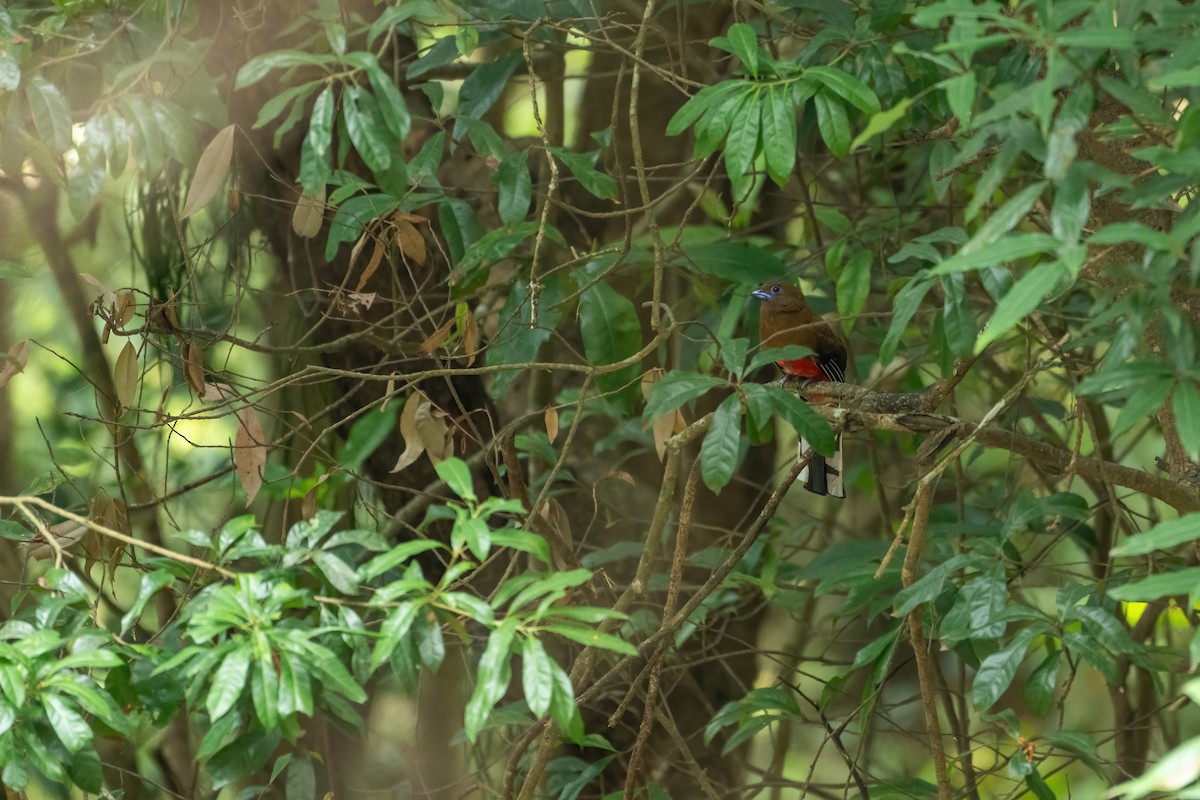 Trogon à tête rouge - ML620262915