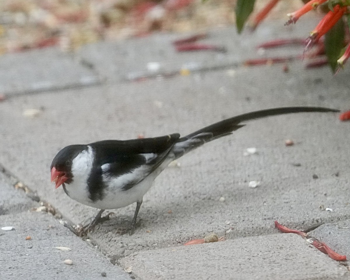 Pin-tailed Whydah - ML620262917