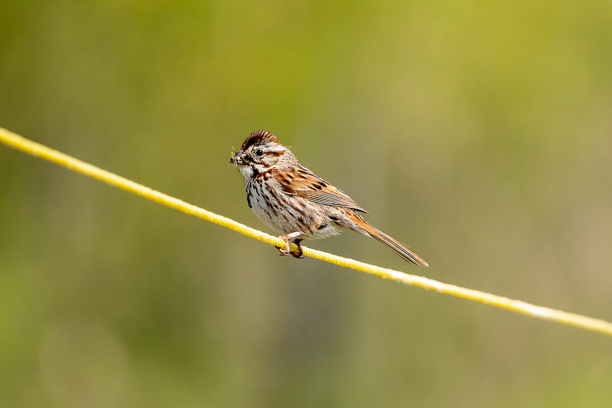 Song Sparrow - ML620262918