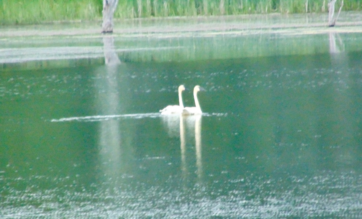 Trumpeter Swan - ML620262921