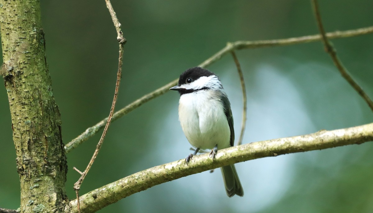 Carolina/Black-capped Chickadee - ML620262923