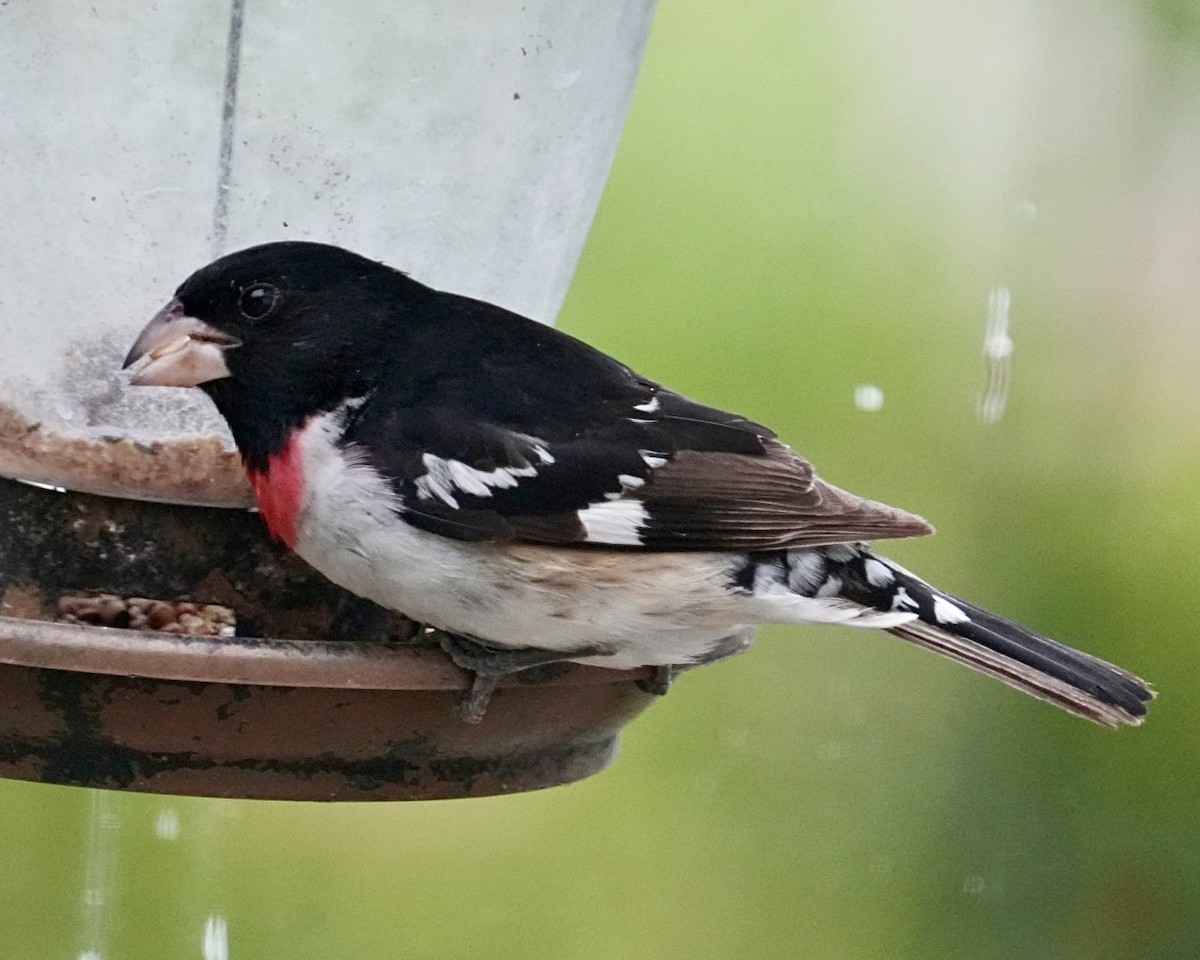 Rose-breasted Grosbeak - ML620262924