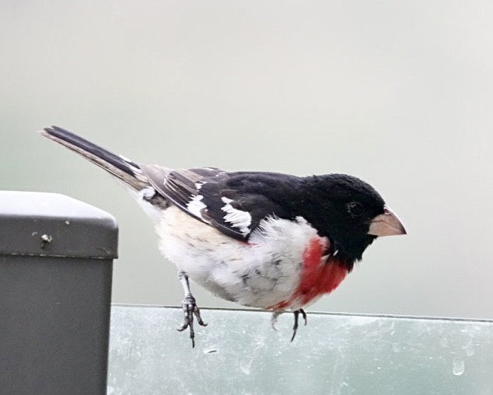 Rose-breasted Grosbeak - Don Hoechlin