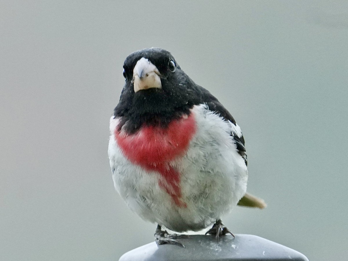 Rose-breasted Grosbeak - ML620262927