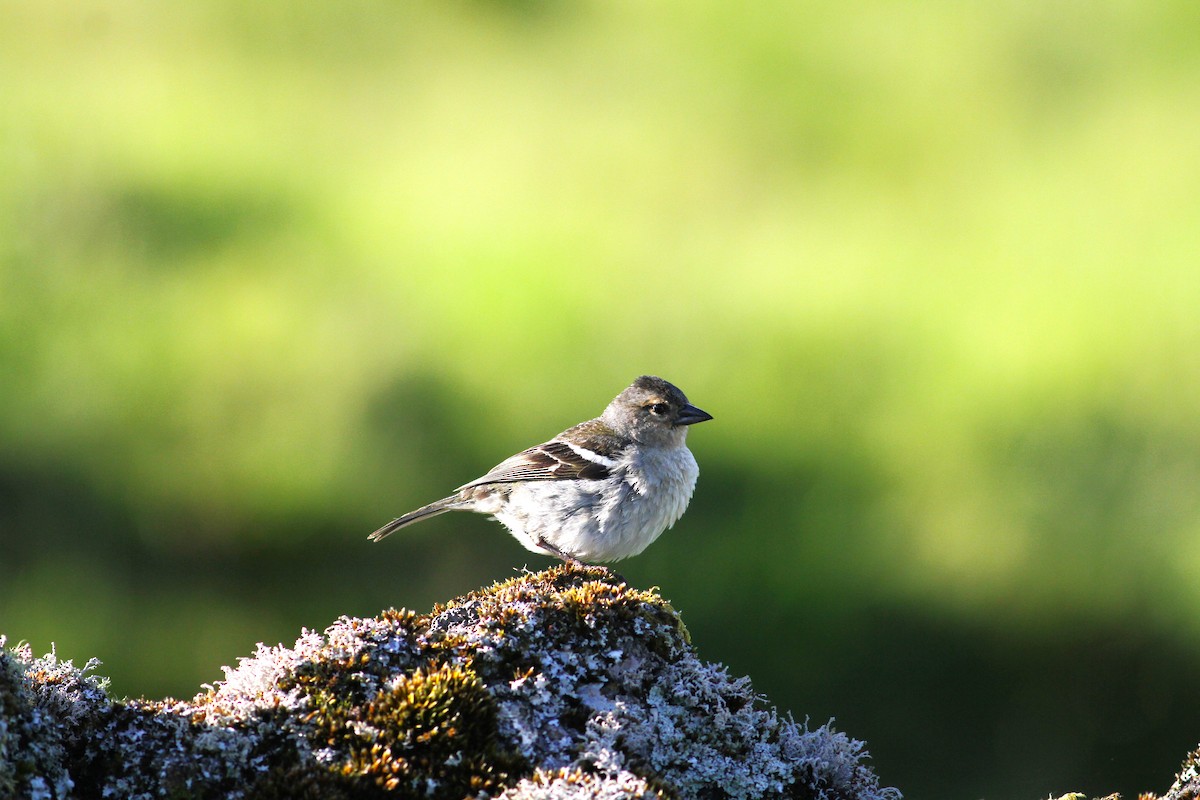 Azores Chaffinch - ML620262929