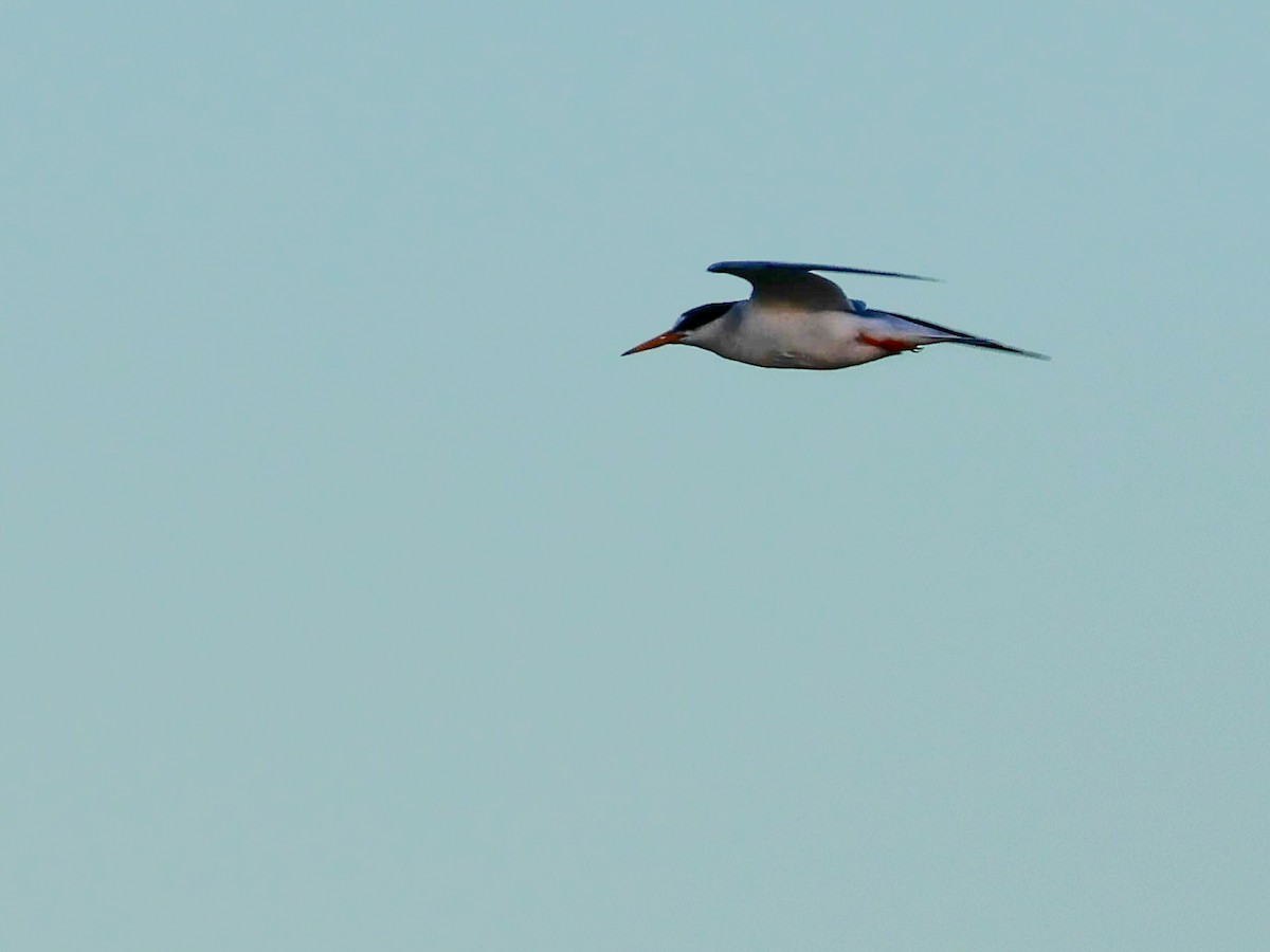 Common Tern - ML620262930
