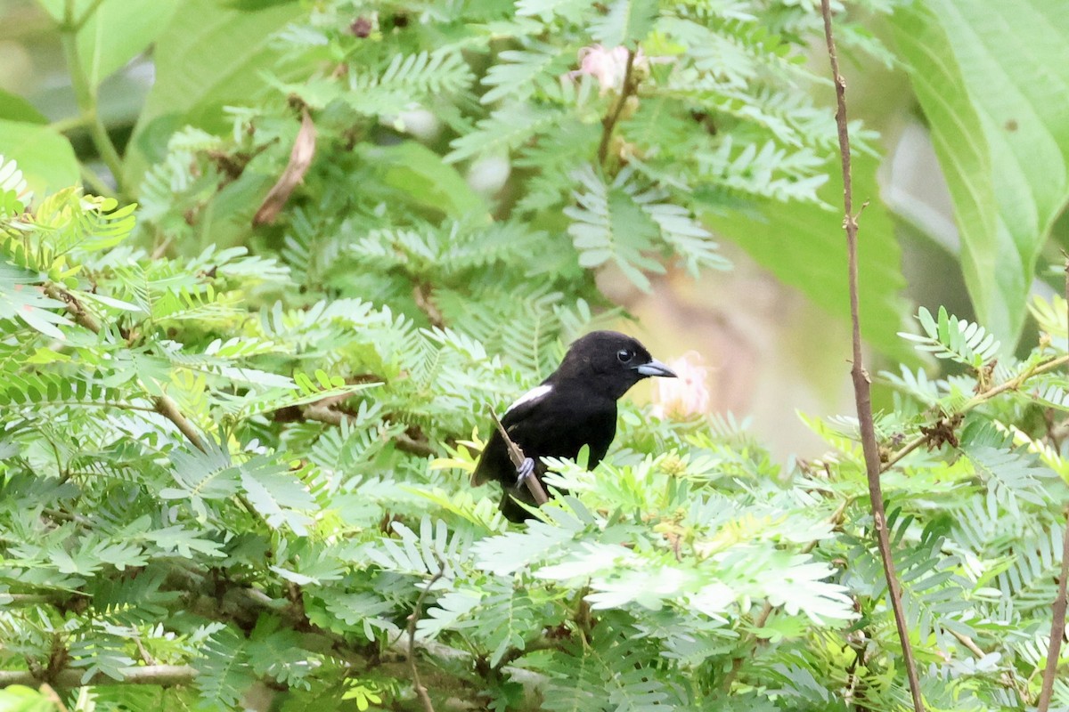 モンツキクロフウキンチョウ - ML620262941