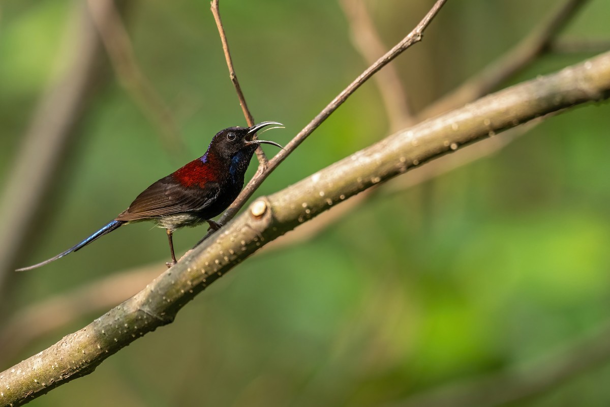 Black-throated Sunbird - Deepak Budhathoki 🦉