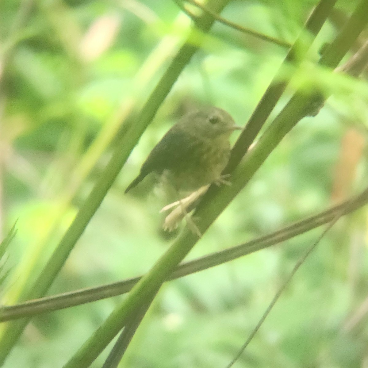 Snowy-browed Flycatcher - ML620262958