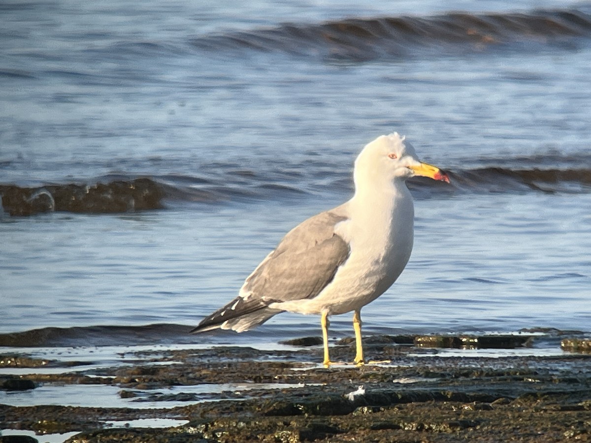 Black-tailed Gull - ML620262964