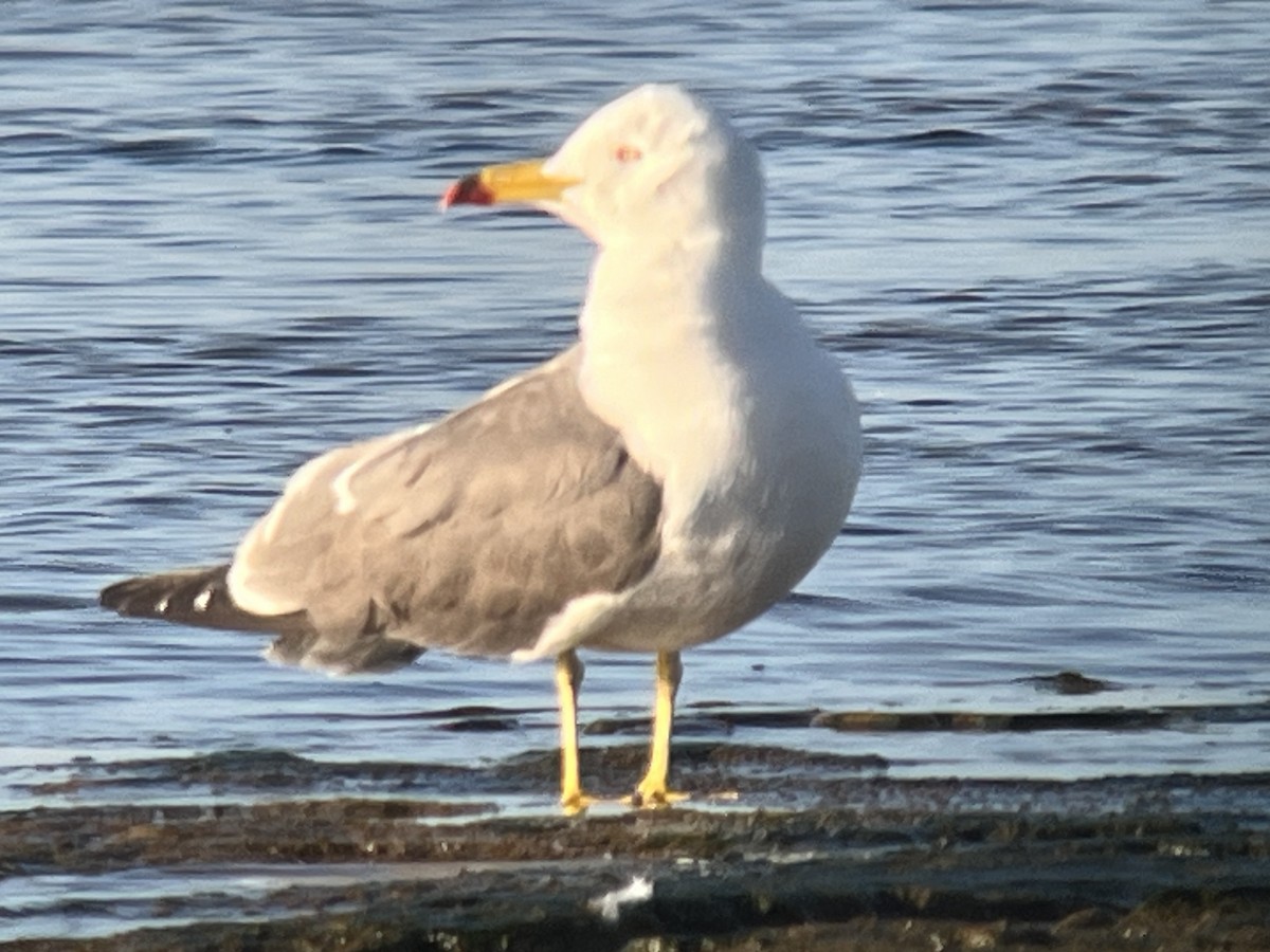 Black-tailed Gull - ML620262966