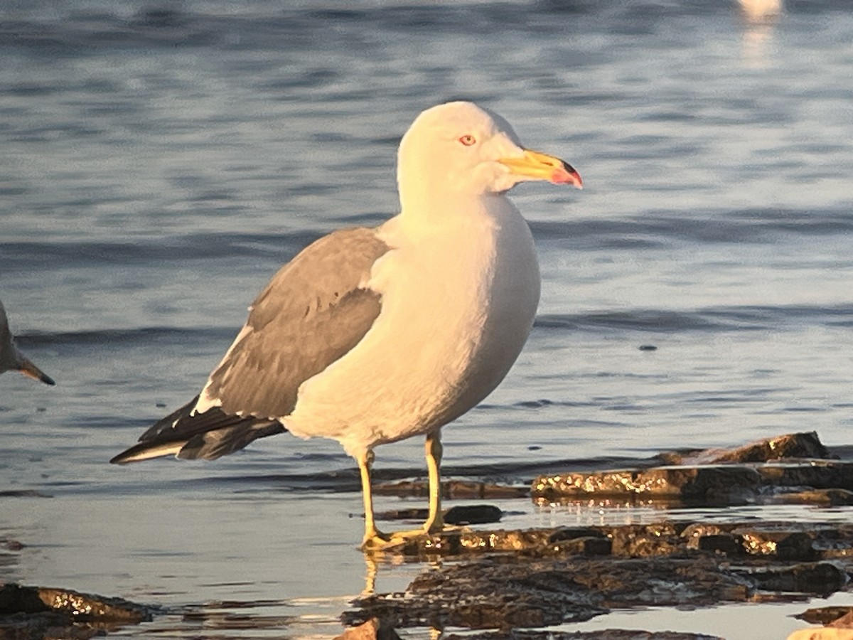 Black-tailed Gull - ML620262968