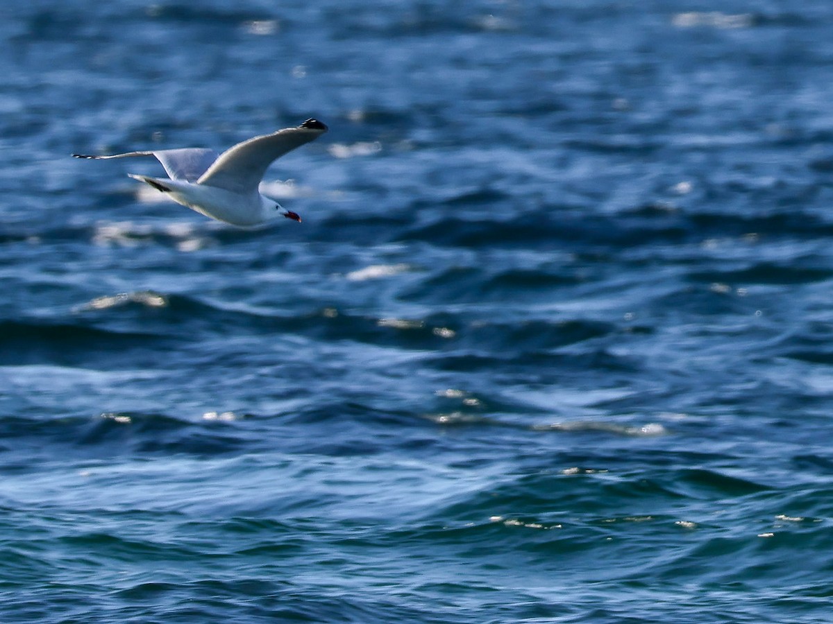 Audouin's Gull - ML620262972