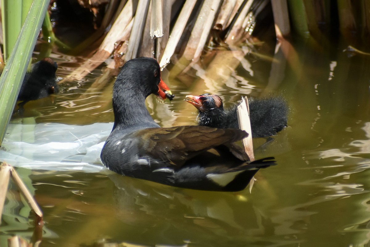 Common Gallinule - Eric Konkol