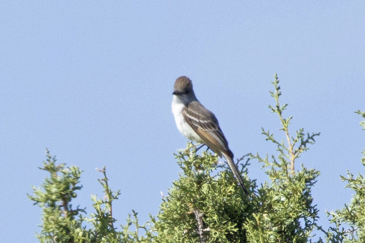 Ash-throated Flycatcher - ML620262986