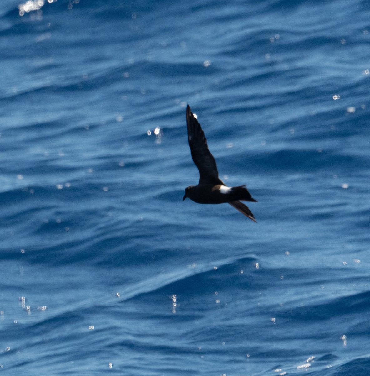 Band-rumped Storm-Petrel (Grant's) - ML620262991