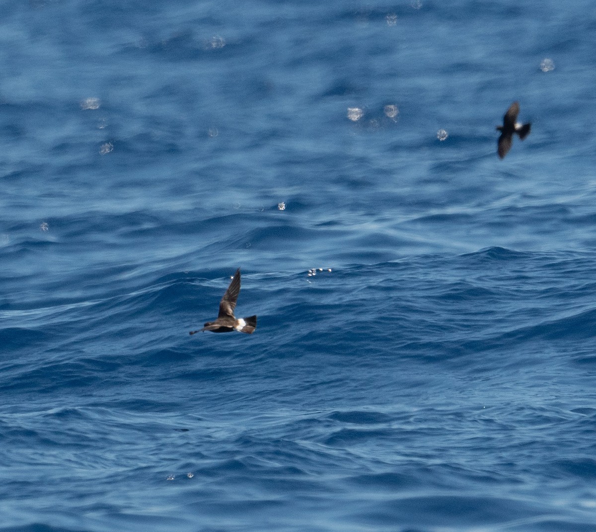 Band-rumped Storm-Petrel (Grant's) - ML620262996