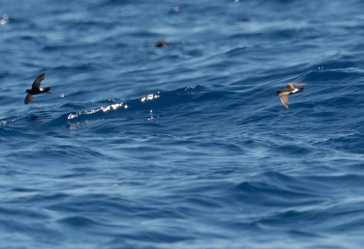 Band-rumped Storm-Petrel (Grant's) - ML620262997