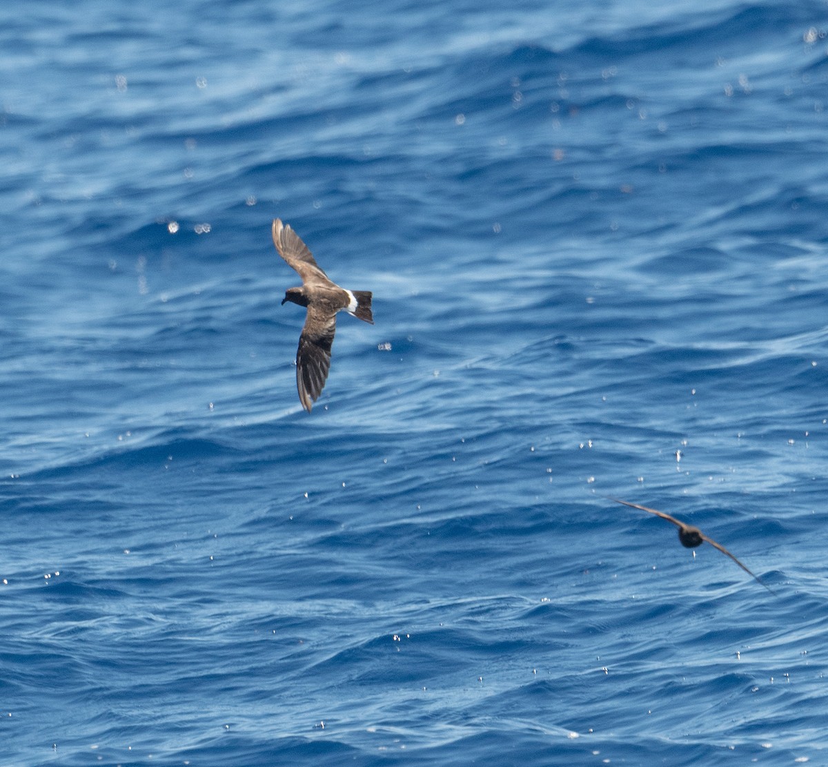 Band-rumped Storm-Petrel (Grant's) - ML620262998