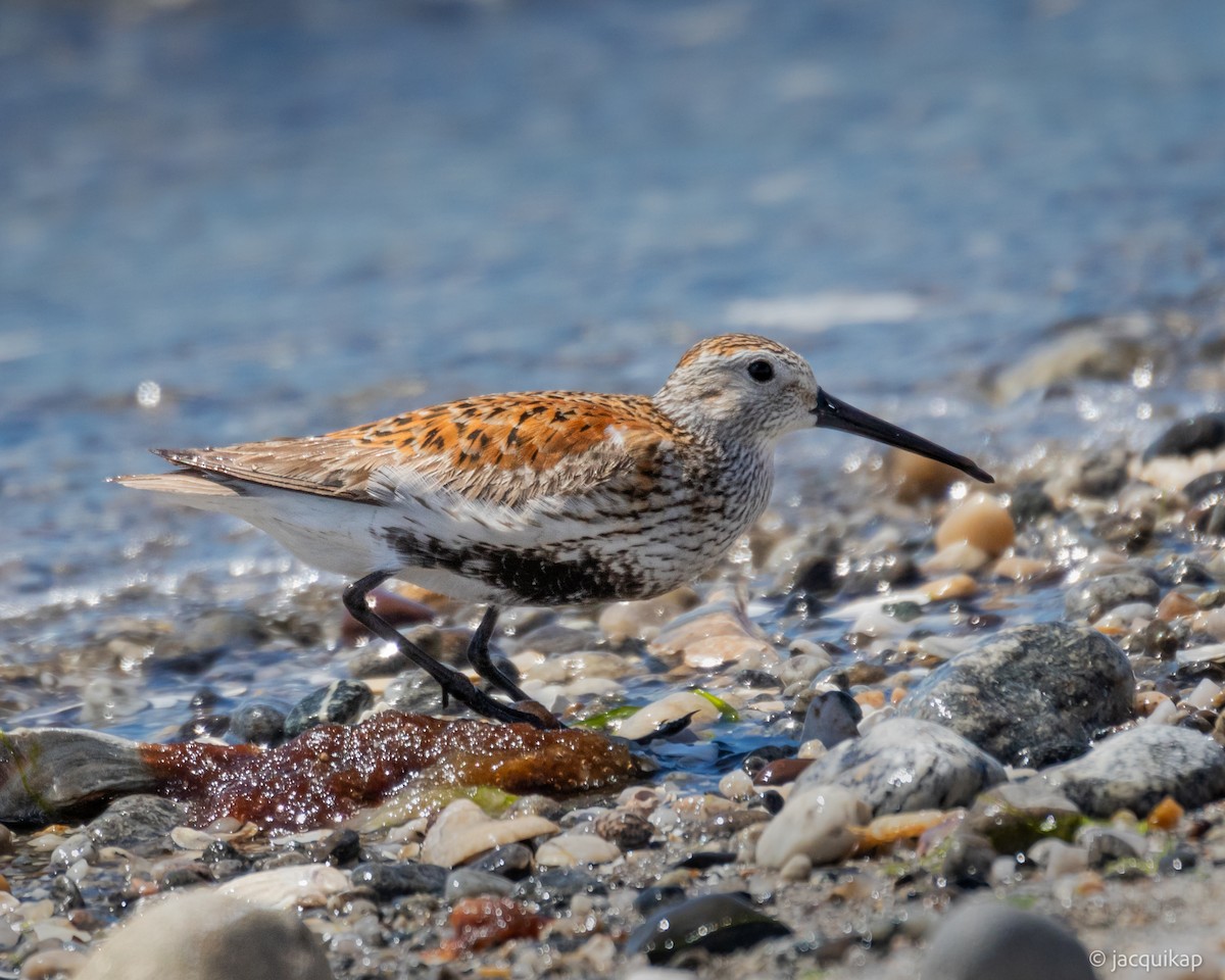 Dunlin - ML620263001