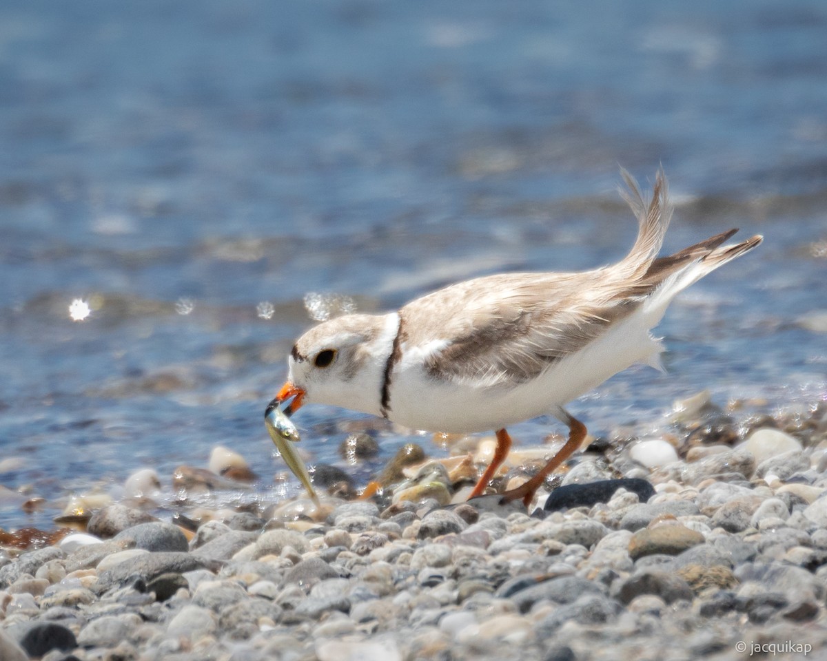 Piping Plover - ML620263003