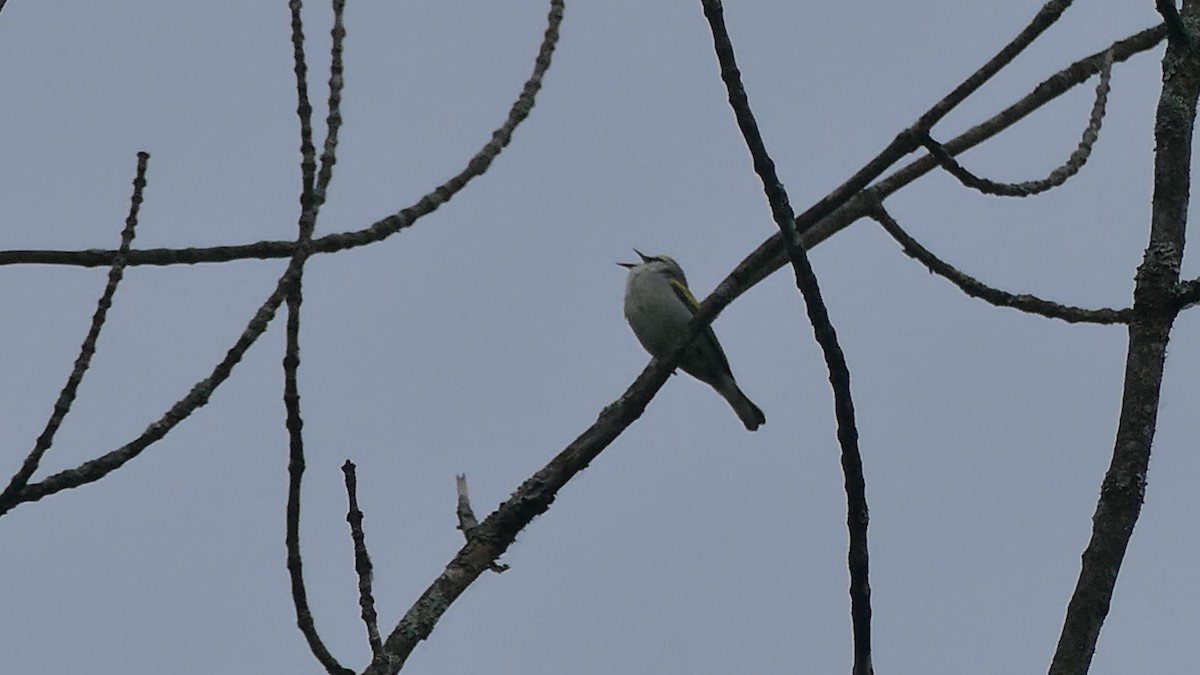 Brewster's Warbler (hybrid) - ML620263010