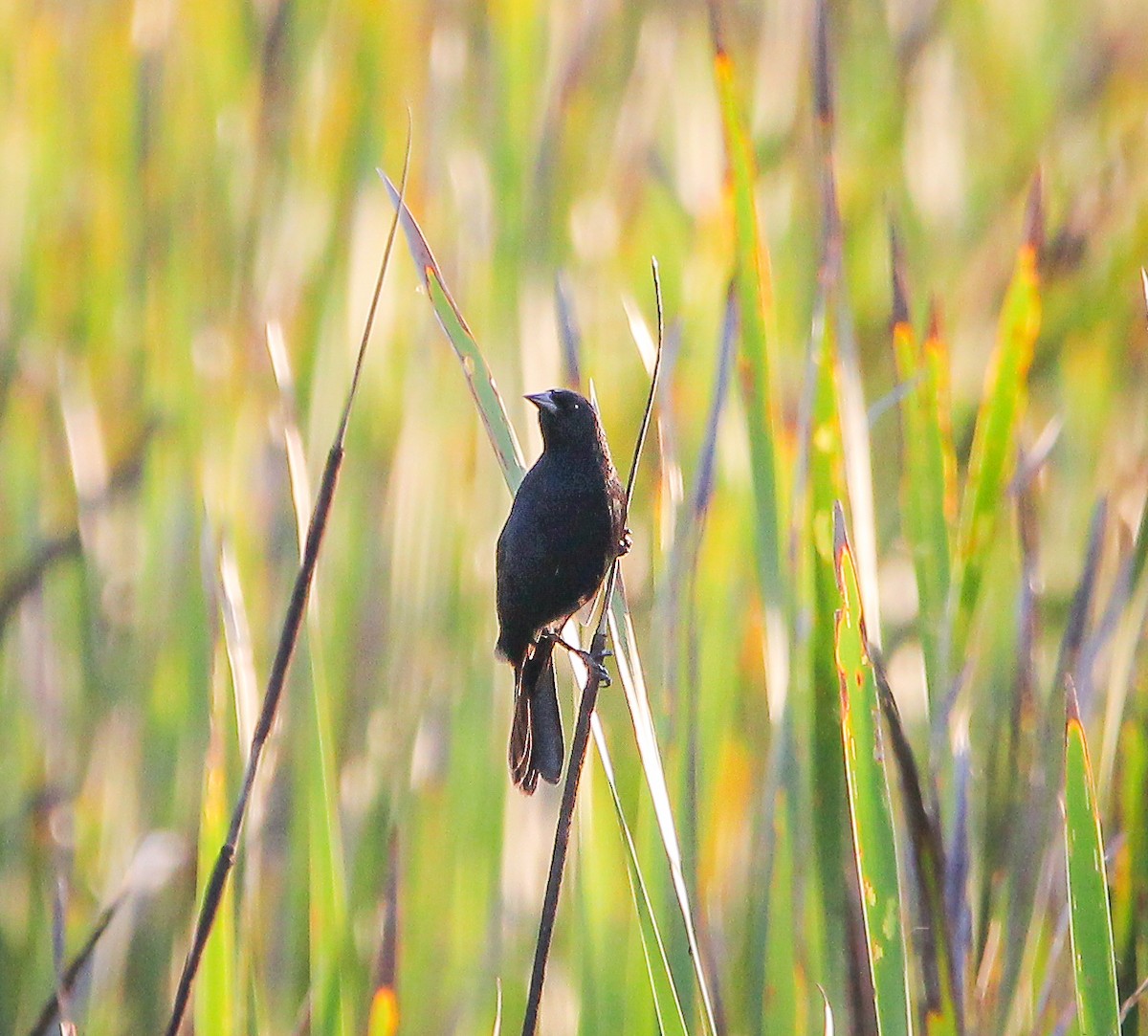 Unicolored Blackbird - ML620263013